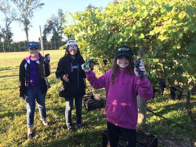 Monroeville Vineyard & Winery景点图片