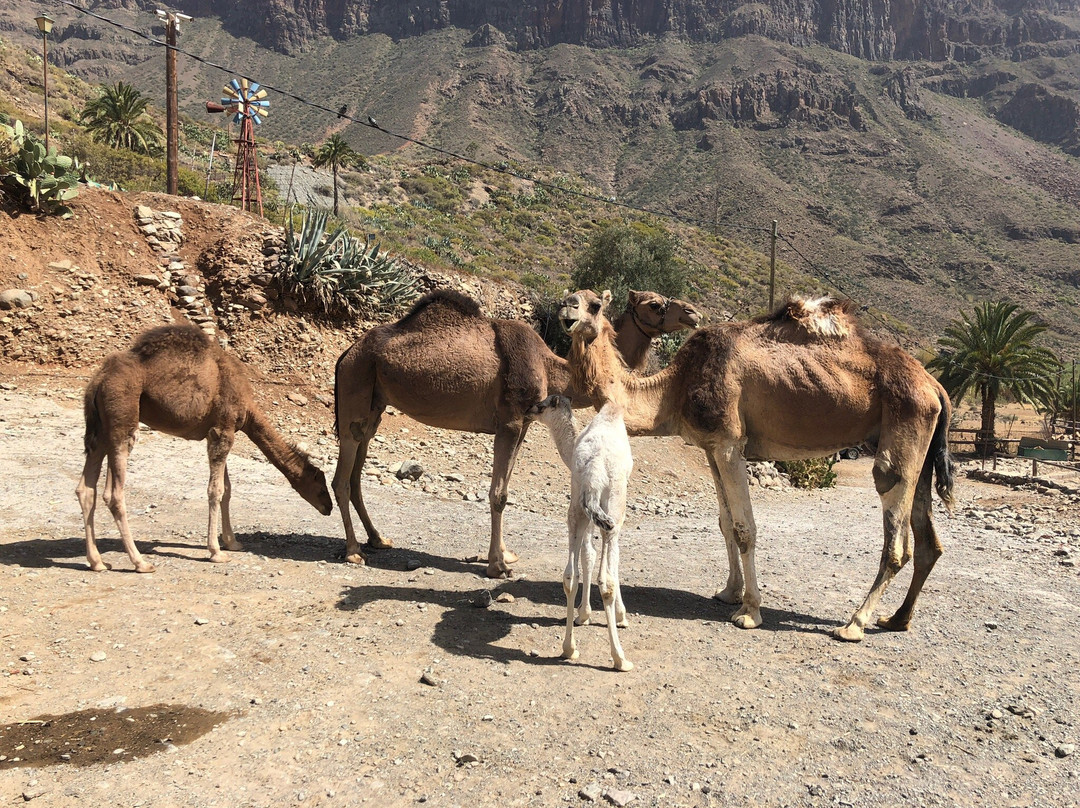 Camel Park Arteara景点图片
