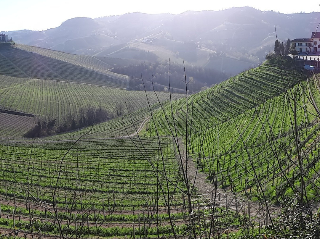 Azienda Agricola Rivetto景点图片