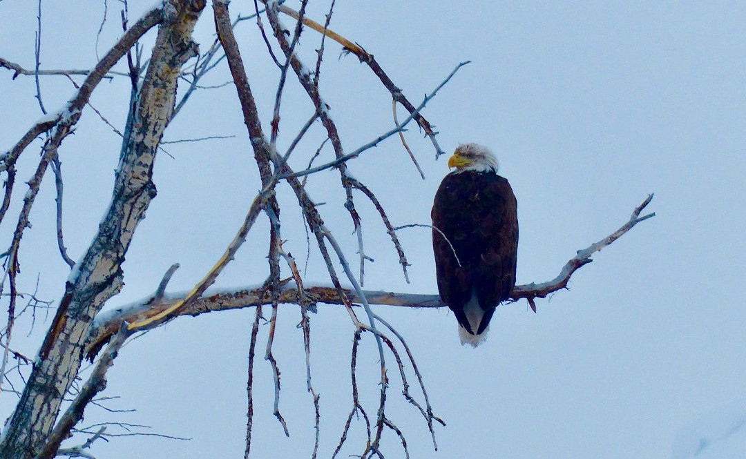 UpStream Anglers and Outdoor Adventures-杰克逊必去景点