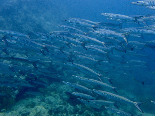 Pray Dive-Karon Beach必去景点