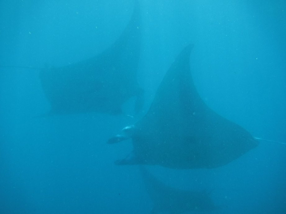 Manta Point-登巴萨必去景点