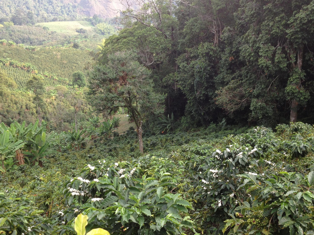 Finca La Coca-萨伦托必去景点