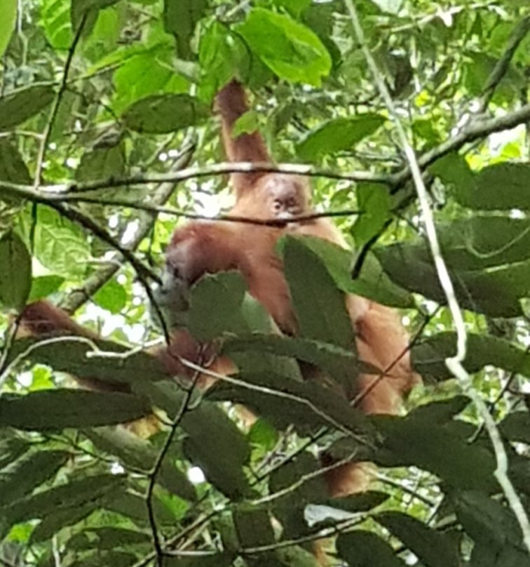 Ketambe Tour - Trekking & Rafting-Ketambe必去景点