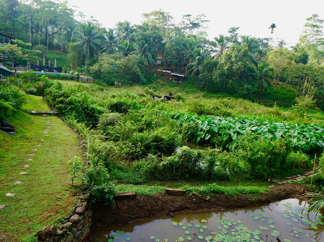 Sinharaja Forest Edge主图