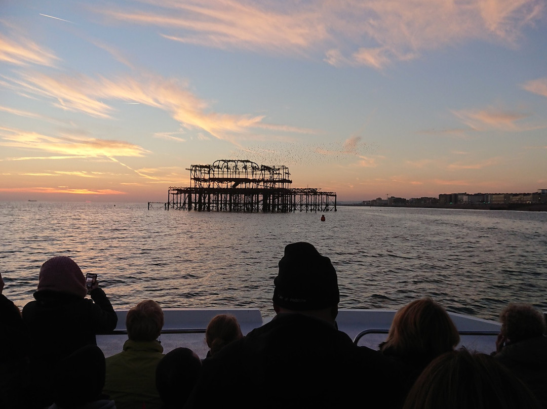 Sussex Dolphin Project-布莱顿必去景点