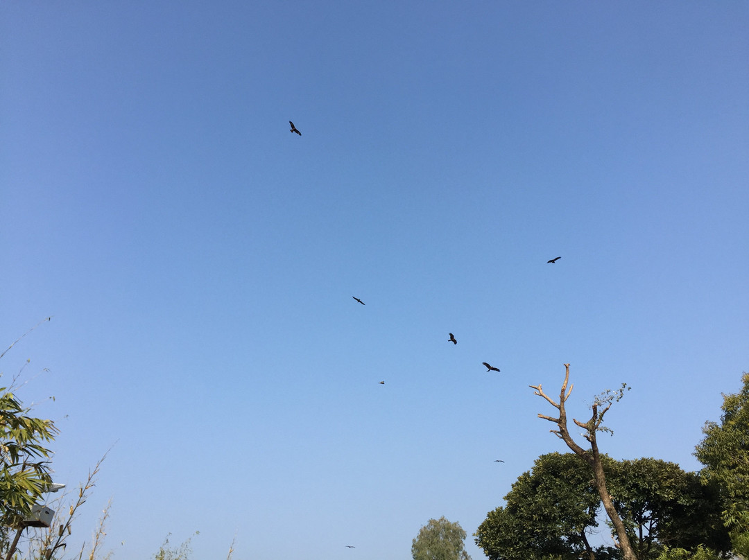 Signature Corbett主图