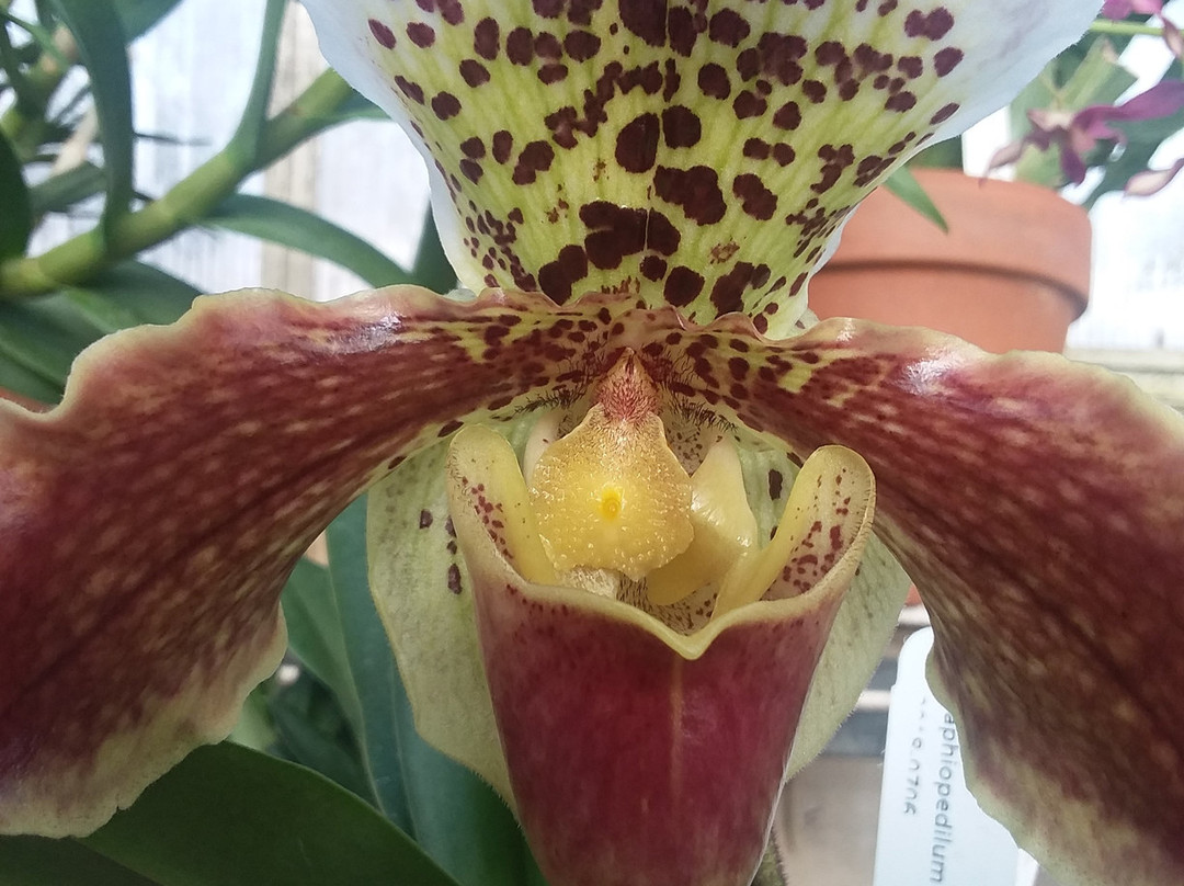 Greater Des Moines Botanical Garden景点图片