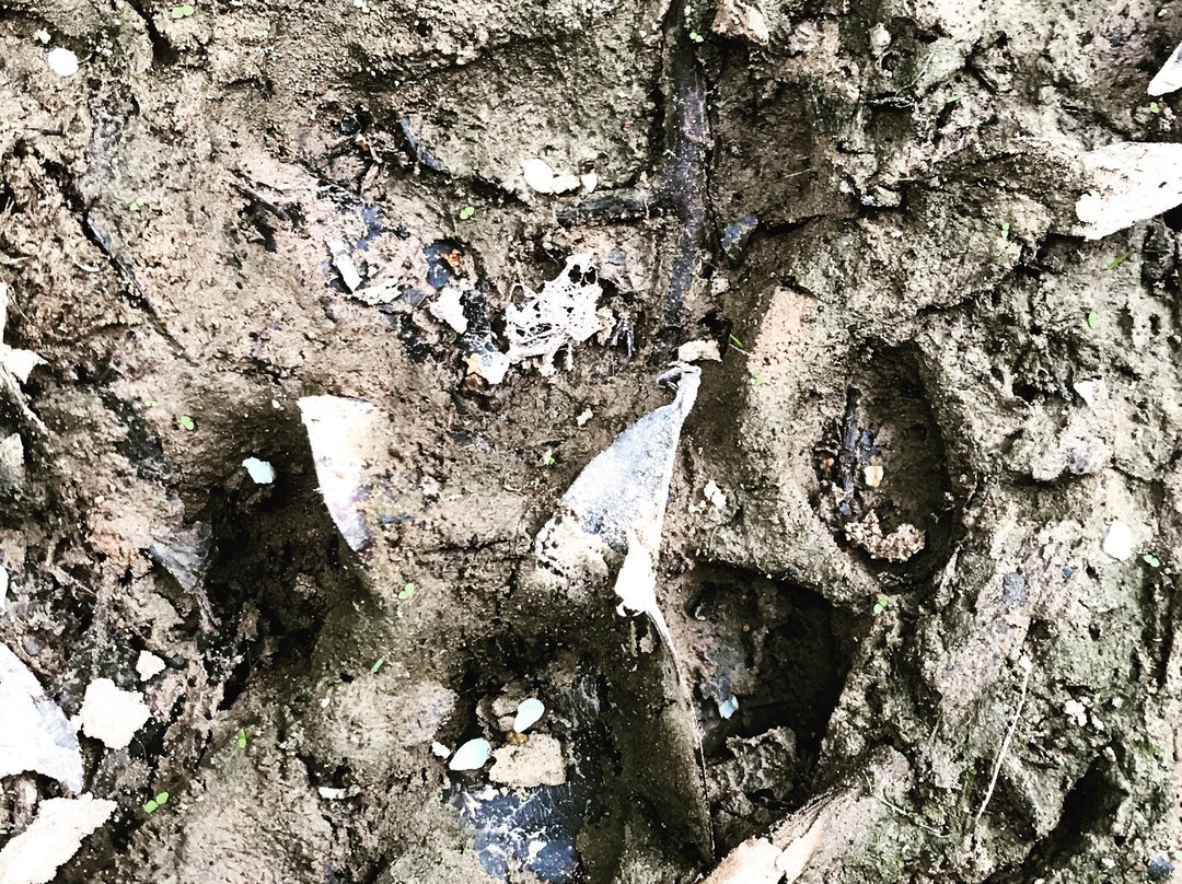 Ecolodge Juan Solito主图