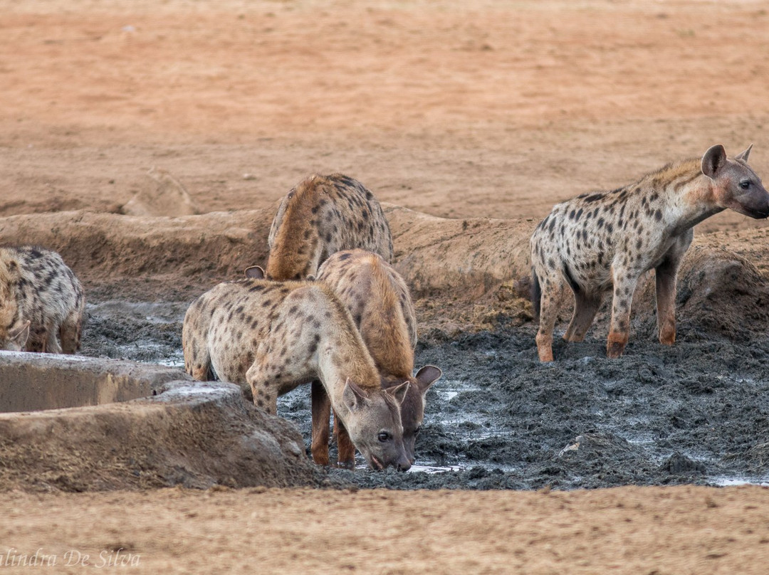 Sentrim Tsavo Lodge主图