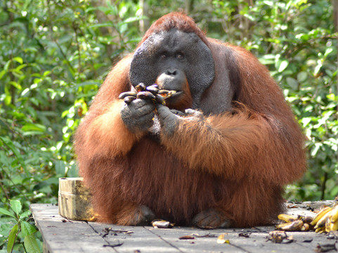 Bee Borneo Ecotourism Dayak Adventure-Pangkalan Bun必去景点