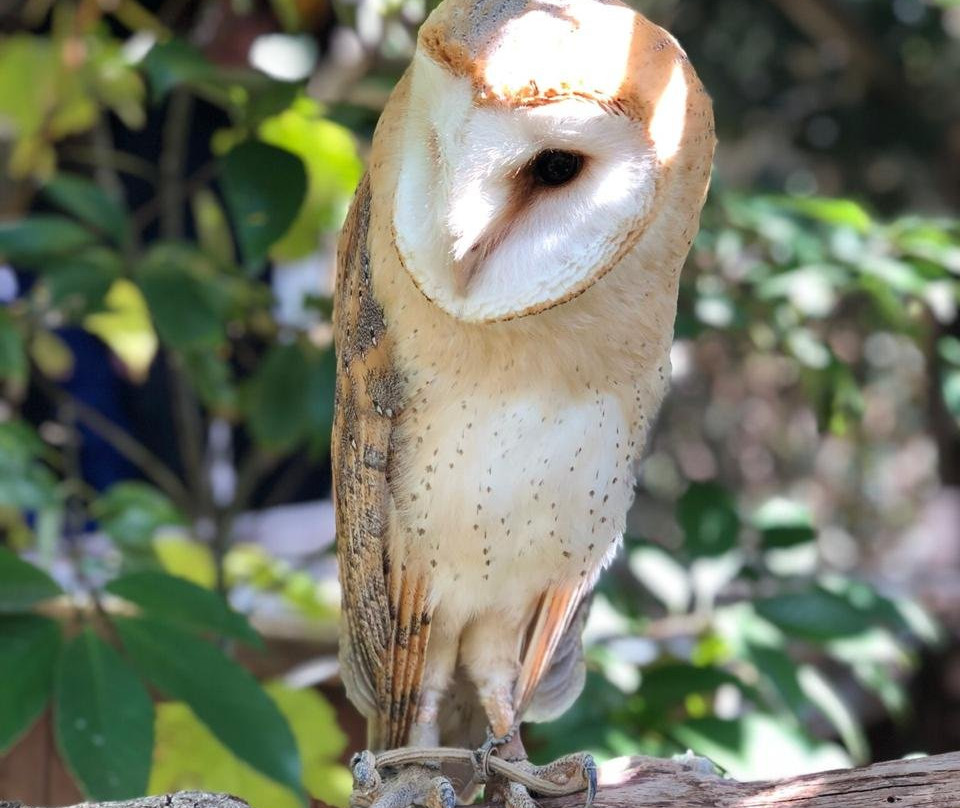 Owl's Forest Zoo-由布市必去景点