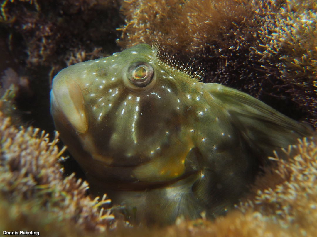 Euro-Divers Lanzarote-卡门港必去景点
