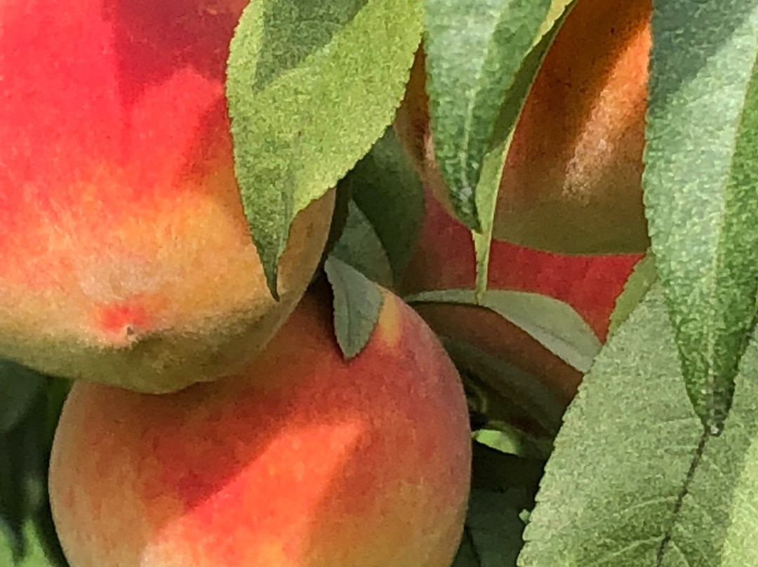 Doe Orchards-Harvard必去景点