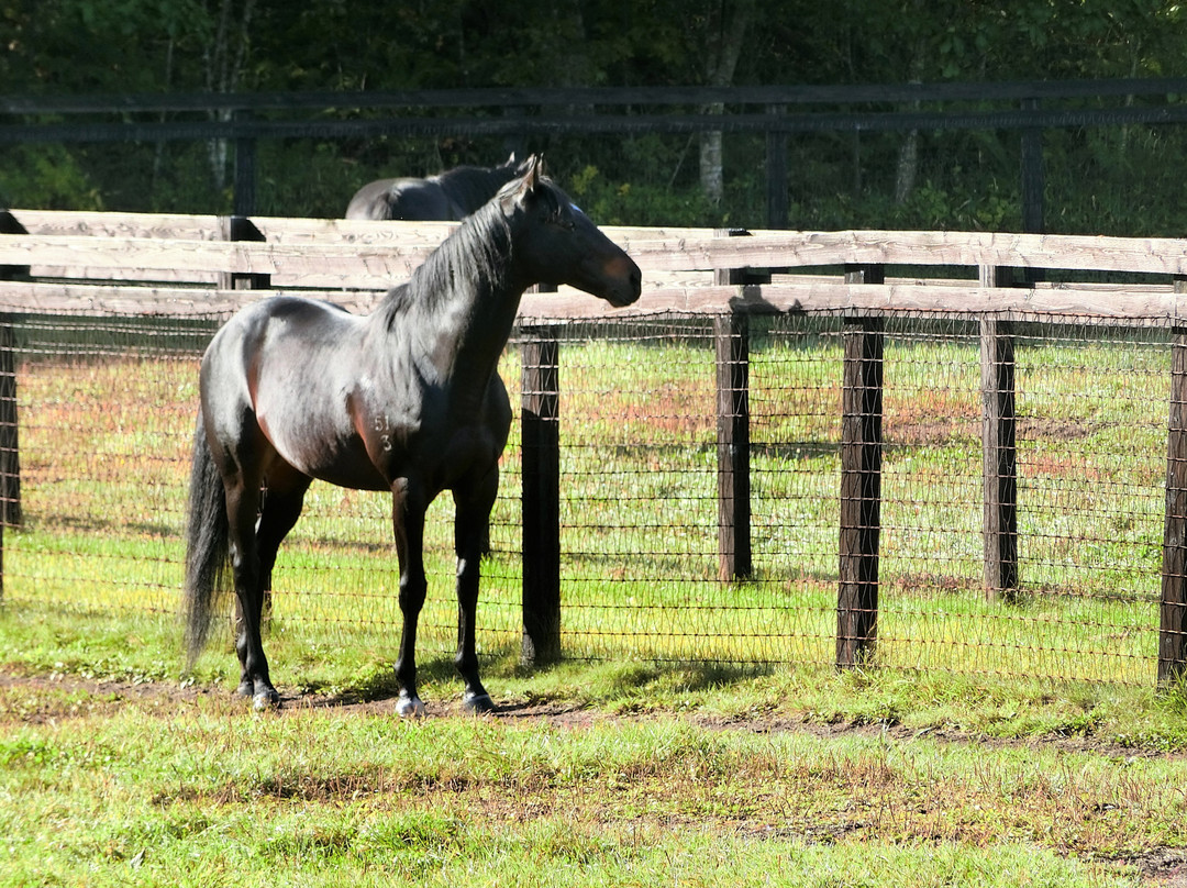Shadai Stallion Station-安平町必去景点