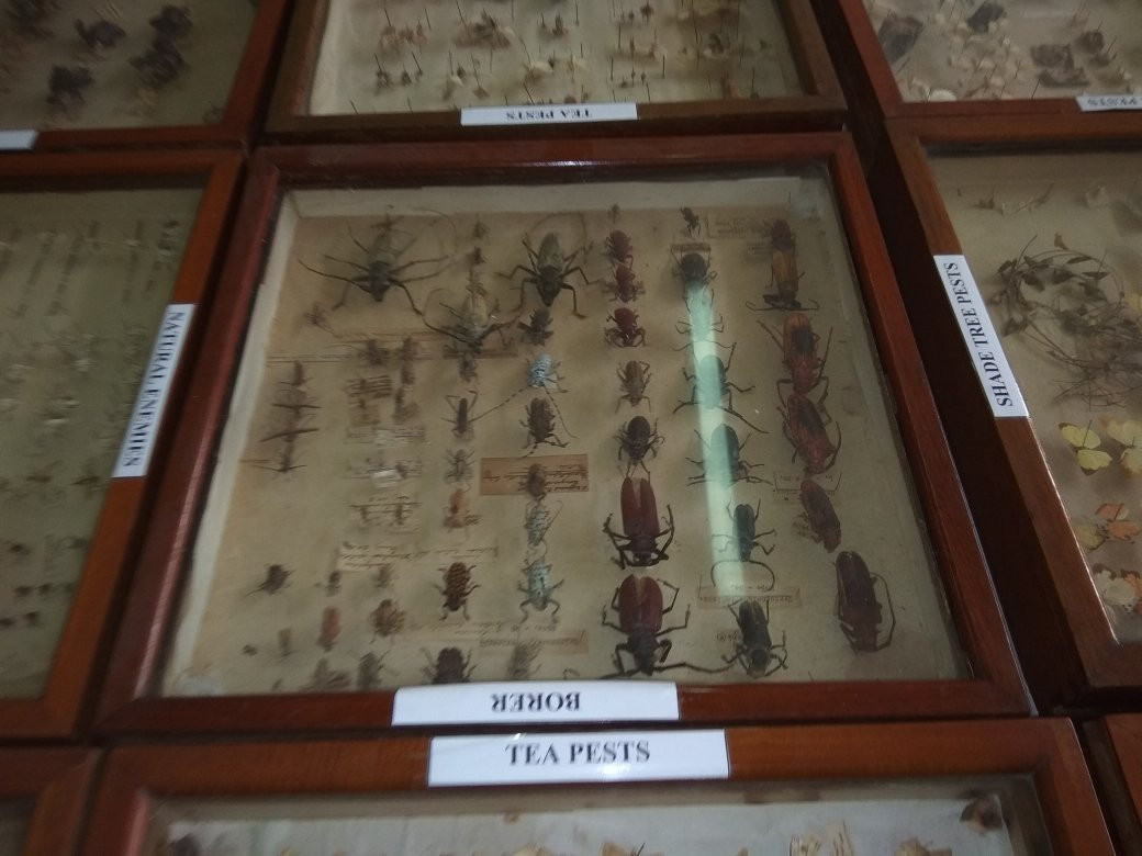 Tocklai Tea Research Centre景点图片