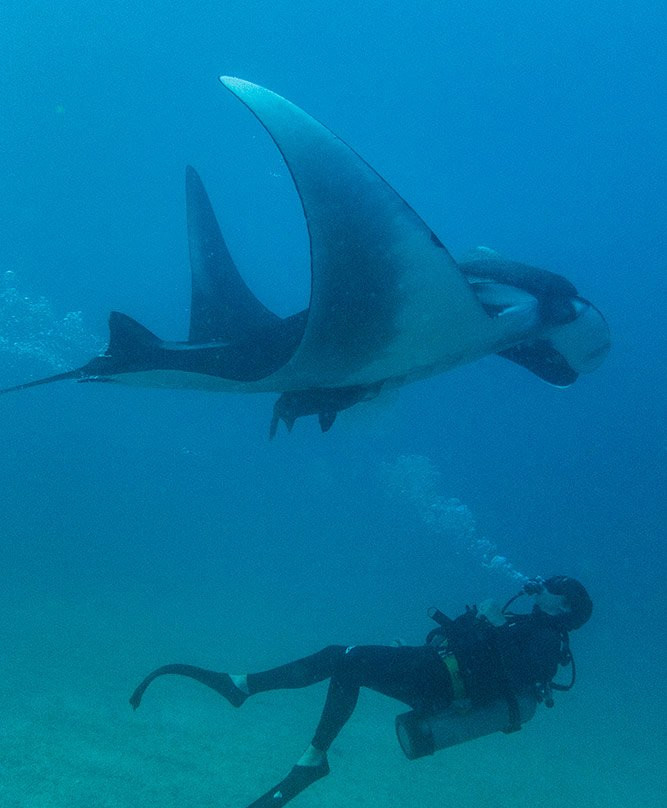 Scuba Diving Adventures景点图片