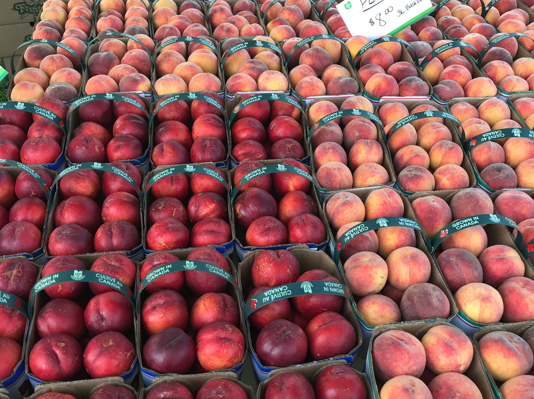 Goderich BIA Farmers' Market-Goderich必去景点