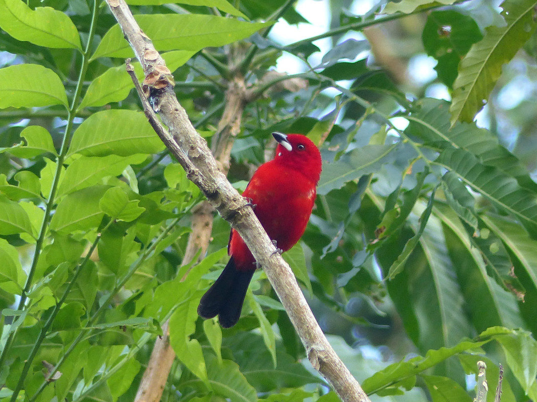 Gabriel Toledo Guide - Birds Paraty-帕拉地必去景点