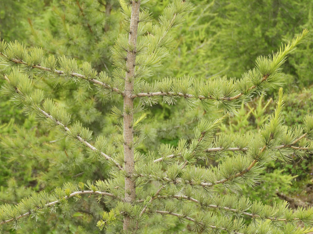 Sveinsstekksfoss-Djupivogur必去景点