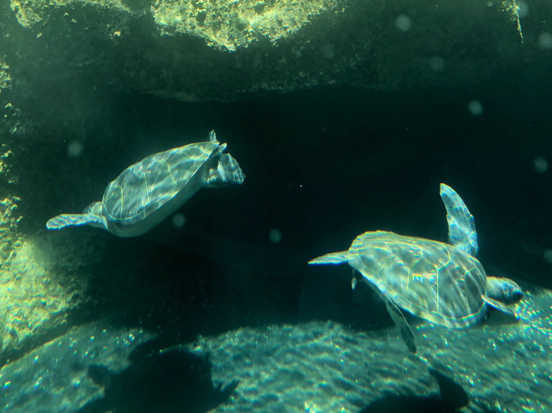 Maui Arts & Cultural Center-卡胡卢伊必去景点