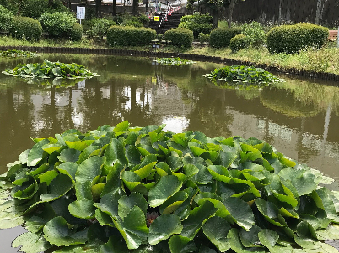 Shimonuma Park-东松山市必去景点