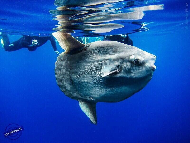 Buceo Aguadulce Dive & Water Sports-阿瓜杜尔塞必去景点