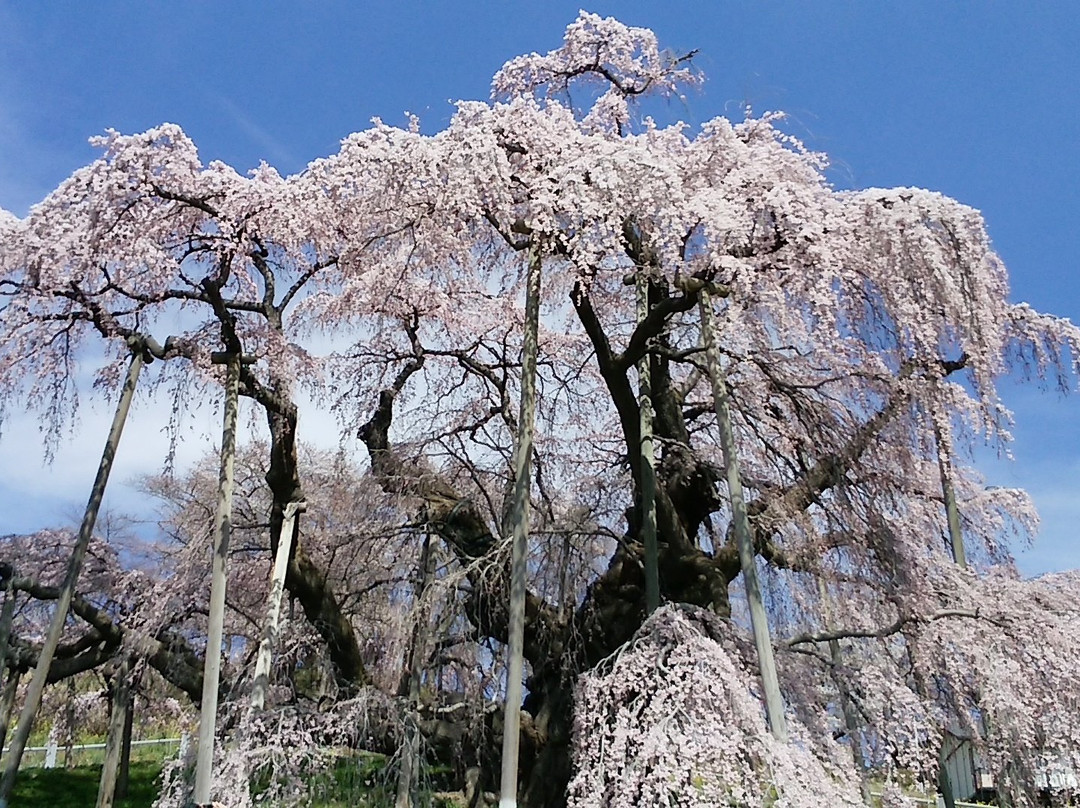 Miharutakizakura-三春町必去景点