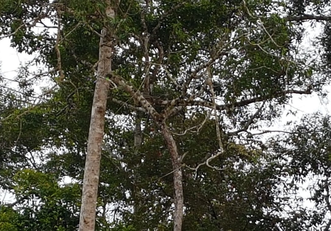 Kinabatangan Jungle Camp-苏高必去景点