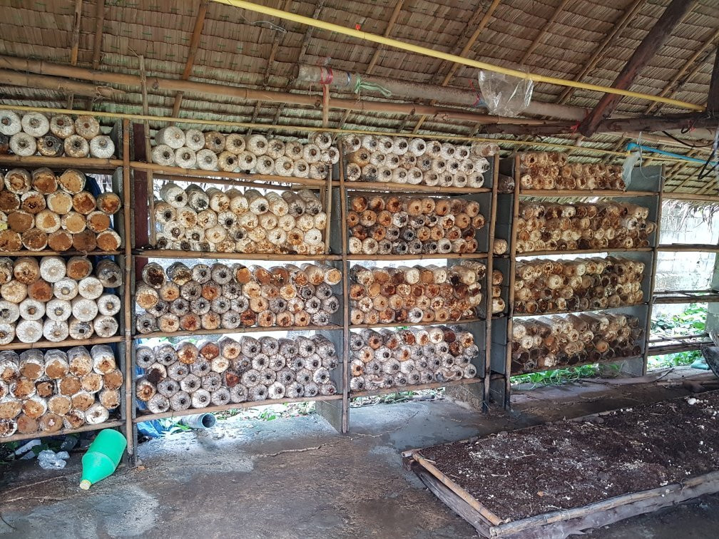 Daeng Mushroom Farm-帕巴登必去景点