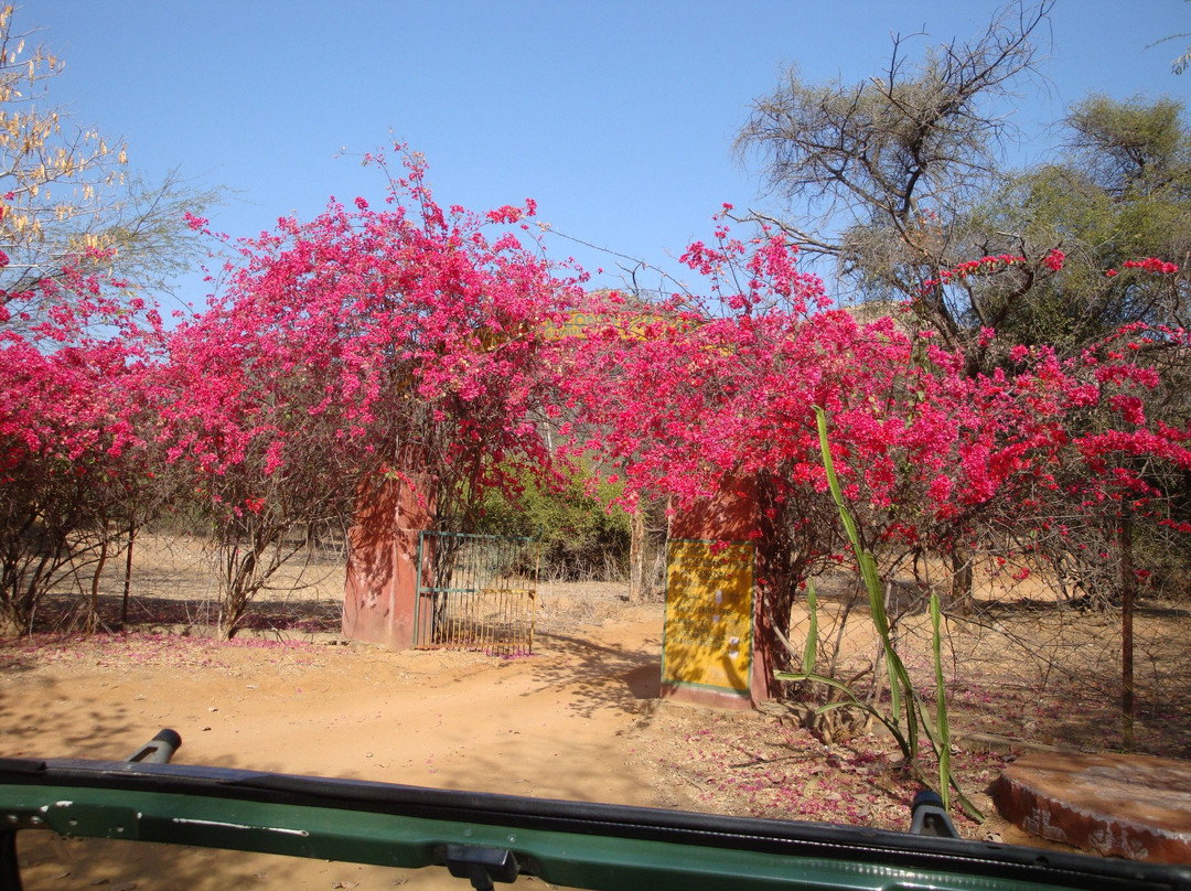 India Wildlife Safari景点图片