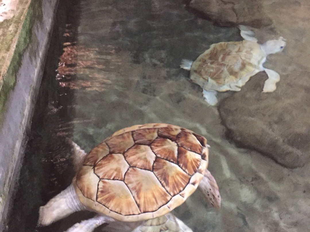 Ahungalla Sea Turtles Conservation And Research Center-亚洪加拉必去景点