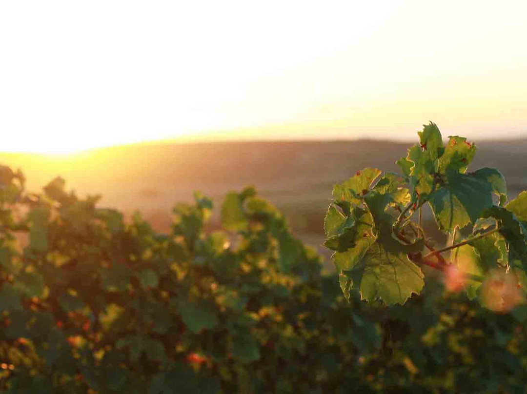 Penedes Ecotours-比拉夫兰卡德尔佩内德斯必去景点