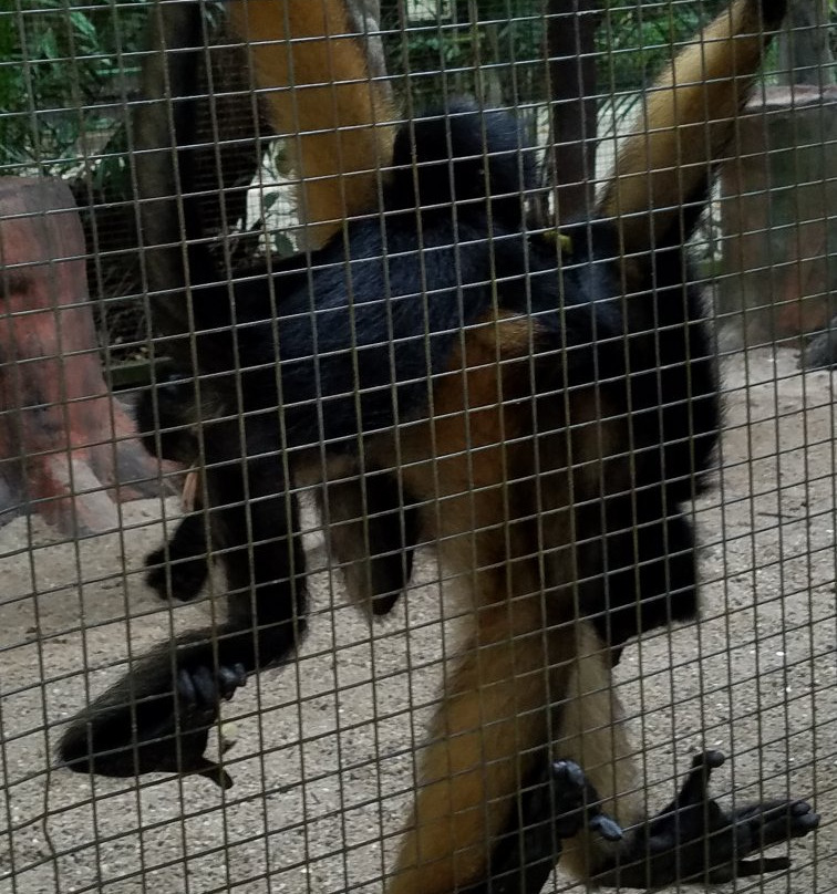Zoológico Manaus Tropical-玛瑙斯必去景点