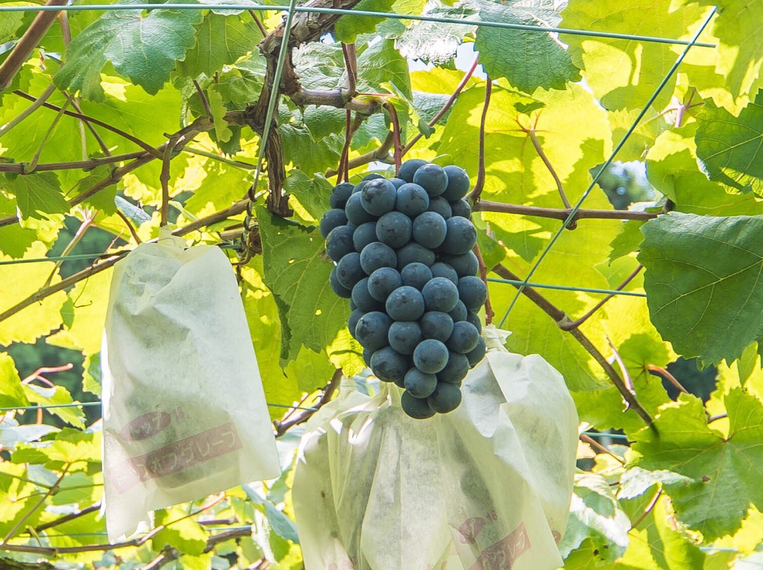 Shoren Temple Kankomura Grape Picking景点图片
