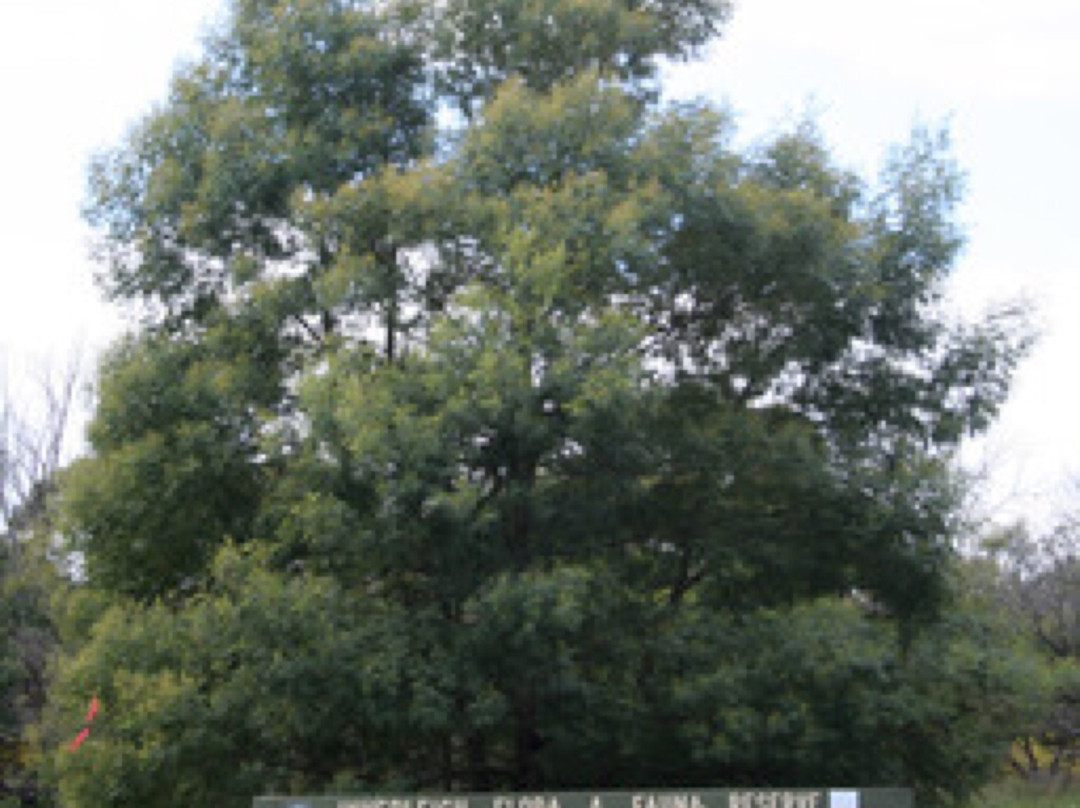 Inverleigh Flora Reserve景点图片