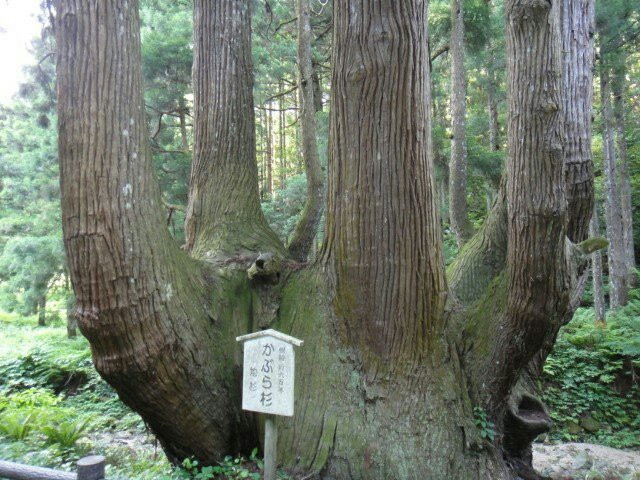 Nakamura Kaburasugi-隐岐之岛町必去景点