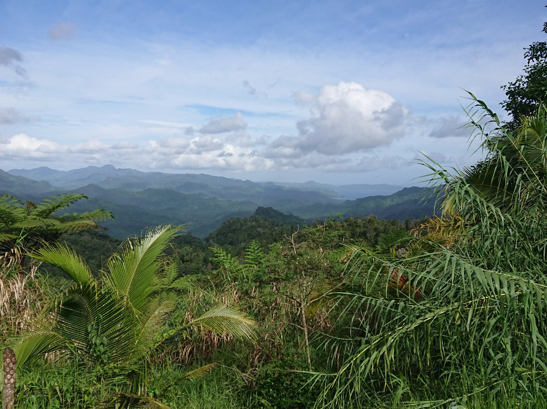 Waisali Rainforest Reserve景点图片