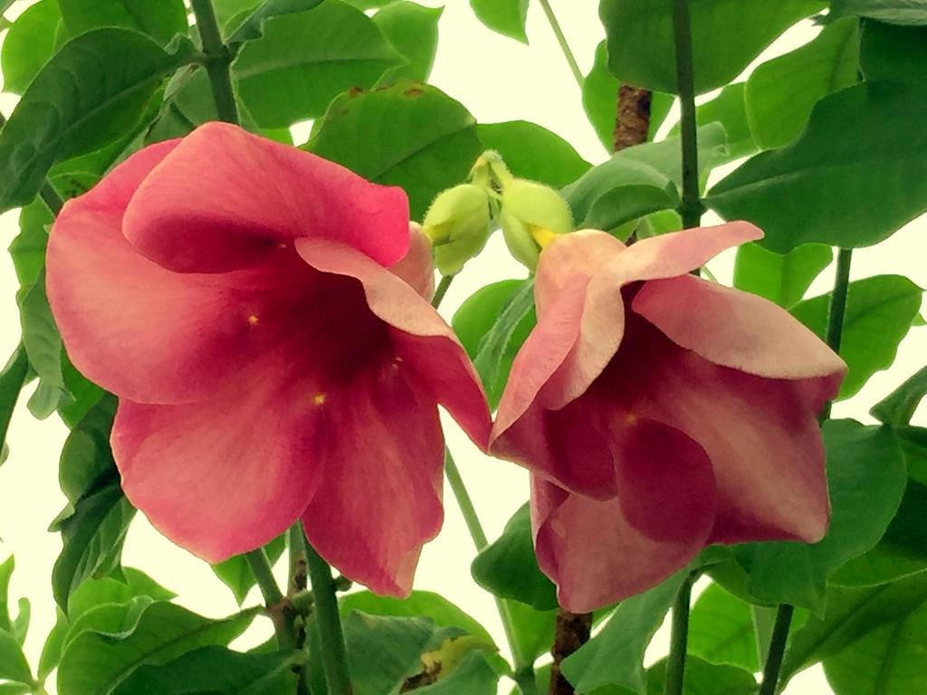 Arakkonam酒店住宿-Villa Highnest