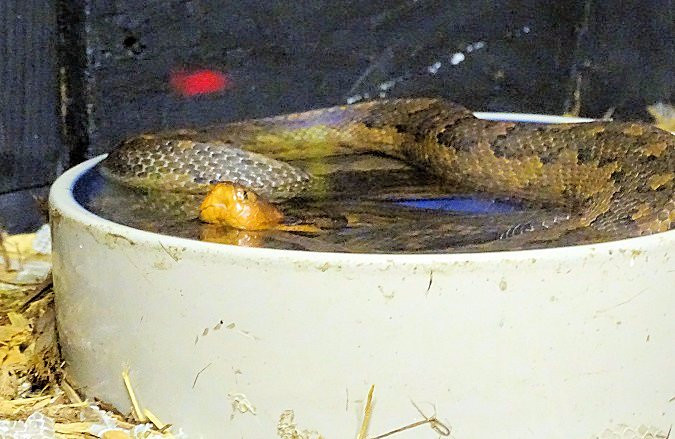 Serpentarium Magic景点图片