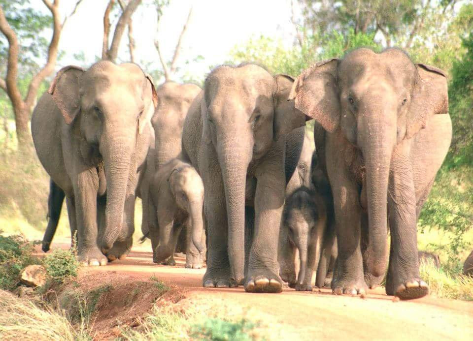 Sri Lankan Spring Tours-蒂瑟默哈拉默必去景点