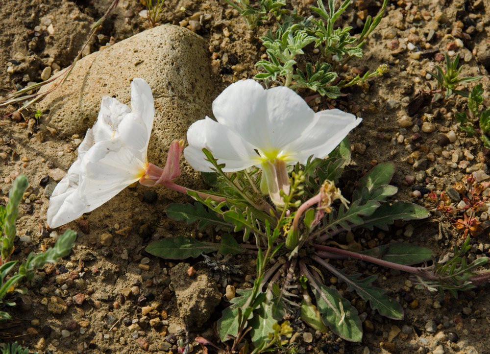American Prairie National Discovery Center-Lewistown必去景点