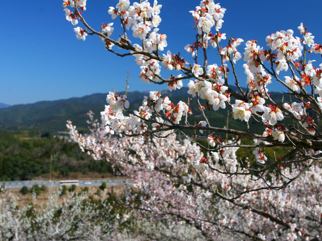 Hitoyoshi Plum Garden景点图片
