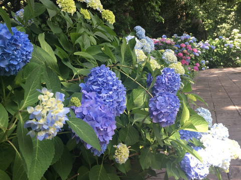 Whitehall House & Gardens-路易斯维尔必去景点