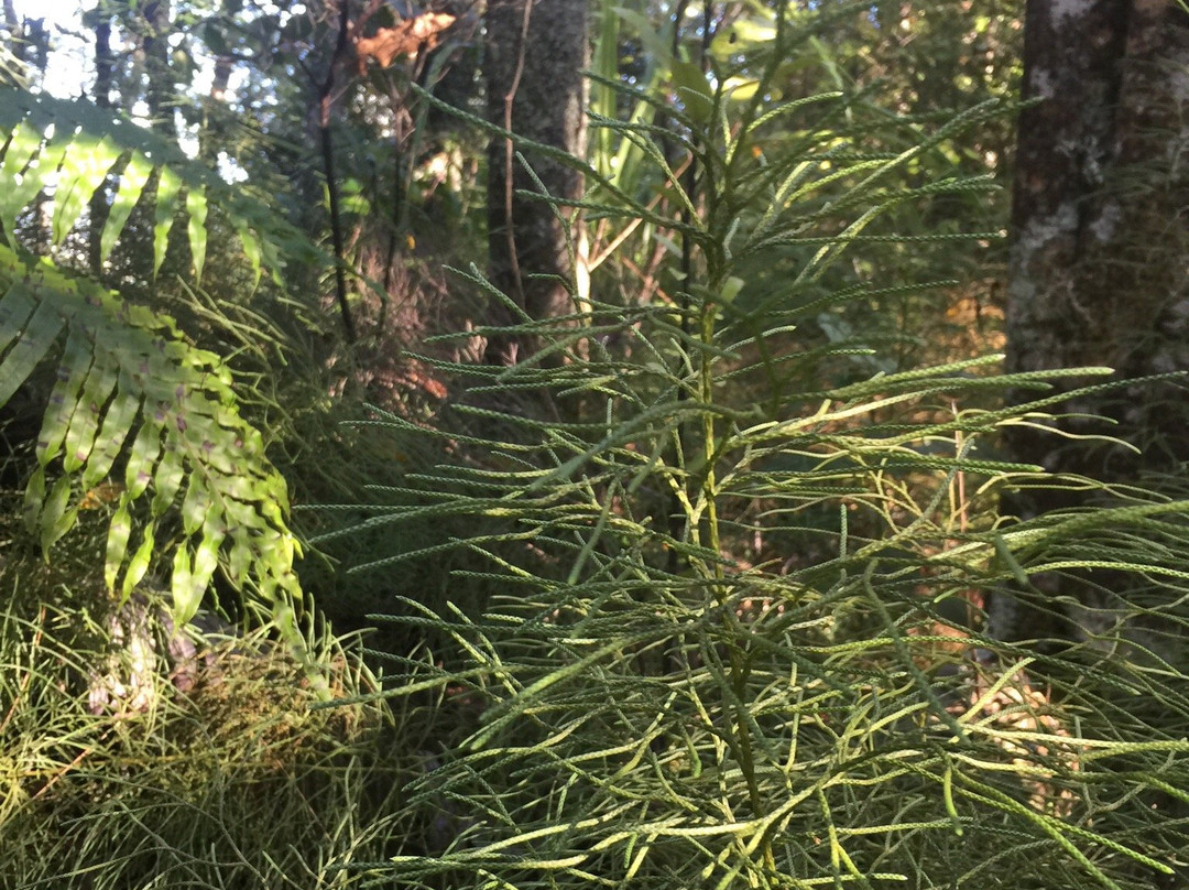Hakarimata Kauri Grove景点图片