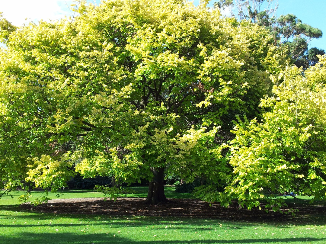 Williamstown Botanic Gardens景点图片