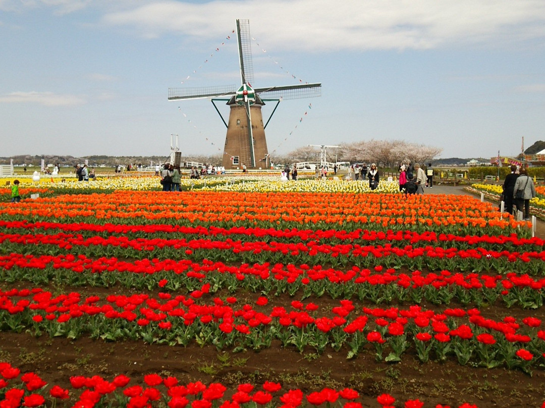 Sakura Tulip Festa-佐仓市必去景点