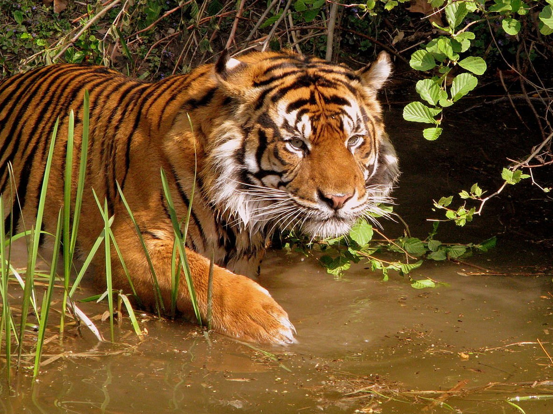 Sundarban Nature Club景点图片
