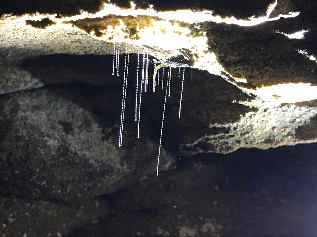 Blue Mountains Glow Worm Tours景点图片