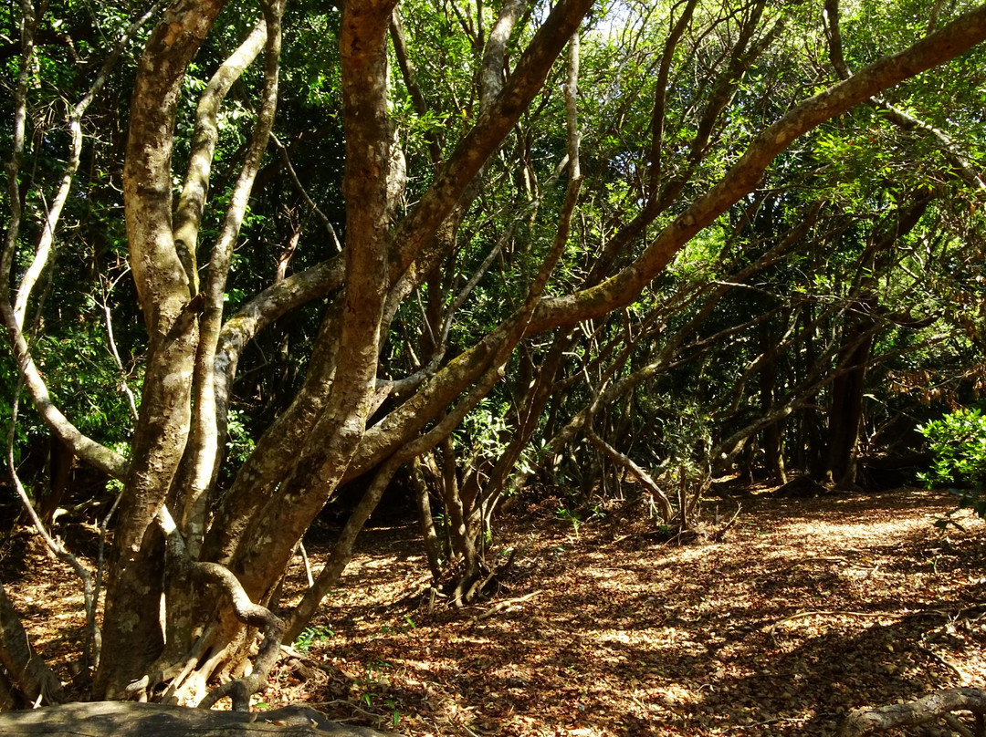 Anshi National Park景点图片